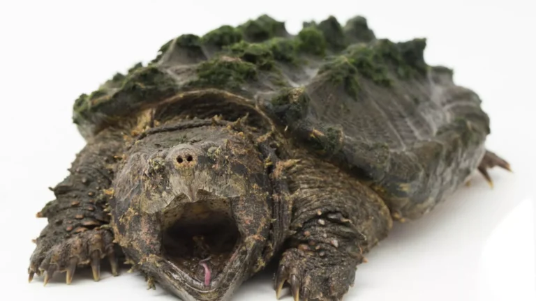 thanos alligator snapping turtle